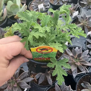 Citronella Scented Geranium Live Plant – 4.5