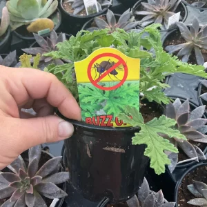 Citronella Scented Geranium Live Plant – 4.5