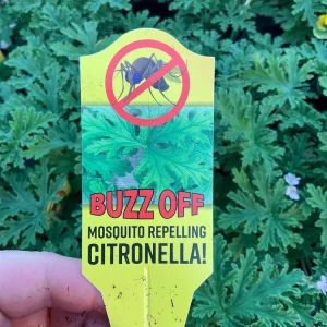 Citronella Scented Geranium Live Plant – 4.5