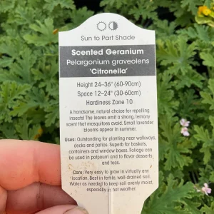 Citronella Scented Geranium Live Plant – 4.5