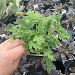 Citronella Scented Geranium Live Plant – 4.5" Pot – Natural Mosquito Repellent - Image 1