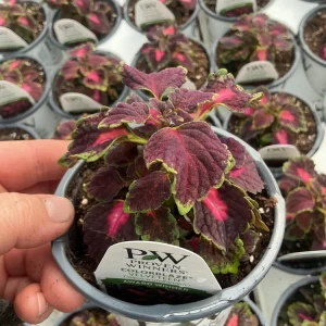 Coleus Colorblaze Velveteen Live Plant – 4.5 inch Pot – Indoor/Outdoor Foliage - Image 10