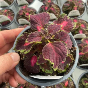 Coleus Colorblaze Velveteen Live Plant – 4.5 inch Pot – Indoor/Outdoor Foliage - Image 11