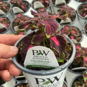 Coleus Colorblaze Velveteen Live Plant – 4.5 inch Pot – Indoor/Outdoor Foliage - Image 12