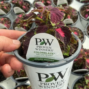 Coleus Colorblaze Velveteen Live Plant – 4.5 inch Pot – Indoor/Outdoor Foliage - Image 13