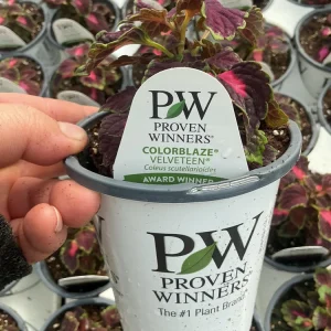Coleus Colorblaze Velveteen Live Plant – 4.5 inch Pot – Indoor/Outdoor Foliage - Image 14