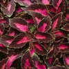 Coleus Colorblaze Velveteen Live Plant – 4.5 inch Pot – Indoor/Outdoor Foliage - Image 1