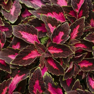 Coleus Colorblaze Velveteen Live Plant – 4.5 inch Pot – Indoor/Outdoor Foliage - Image 1