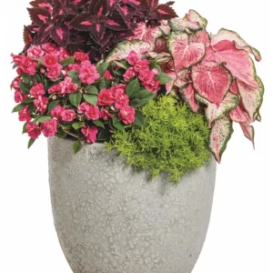 Coleus Colorblaze Velveteen Live Plant – 4.5 inch Pot – Indoor/Outdoor Foliage - Image 2