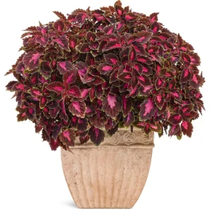 Coleus Colorblaze Velveteen Live Plant – 4.5 inch Pot – Indoor/Outdoor Foliage - Image 3