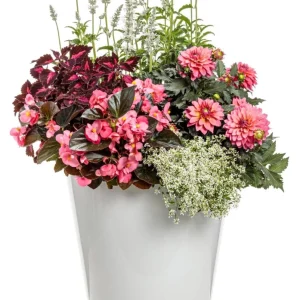 Coleus Colorblaze Velveteen Live Plant – 4.5 inch Pot – Indoor/Outdoor Foliage - Image 4