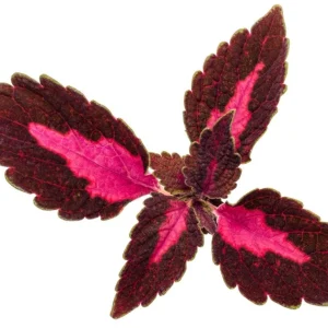Coleus Colorblaze Velveteen Live Plant – 4.5 inch Pot – Indoor/Outdoor Foliage - Image 5