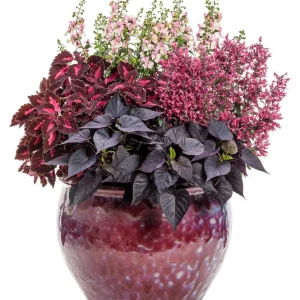 Coleus Colorblaze Velveteen Live Plant – 4.5 inch Pot – Indoor/Outdoor Foliage - Image 6