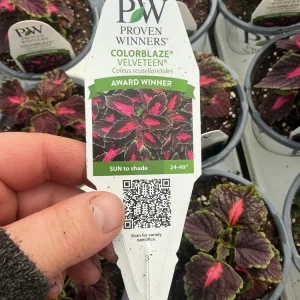 Coleus Colorblaze Velveteen Live Plant – 4.5 inch Pot – Indoor/Outdoor Foliage - Image 7