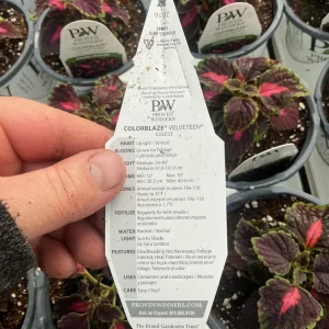 Coleus Colorblaze Velveteen Live Plant – 4.5 inch Pot – Indoor/Outdoor Foliage - Image 8