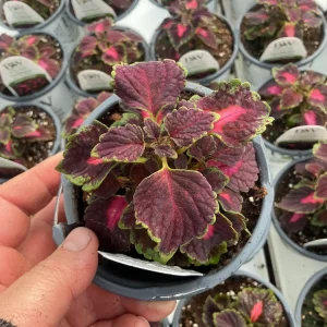 Coleus Colorblaze Velveteen Live Plant – 4.5 inch Pot – Indoor/Outdoor Foliage - Image 9