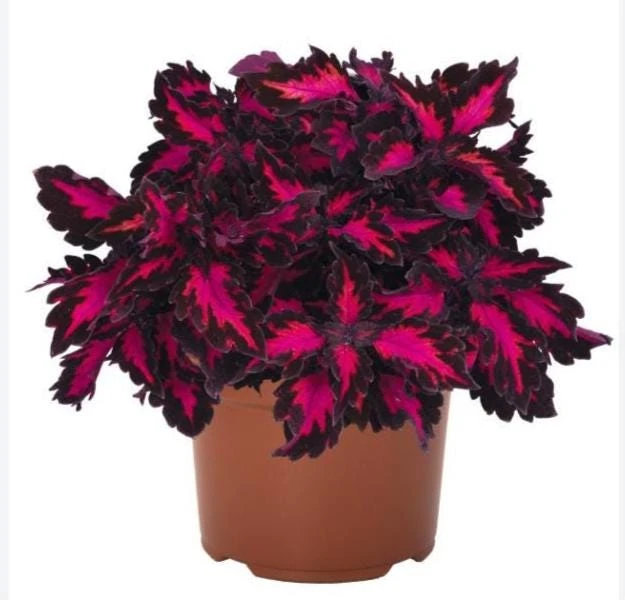 Coleus Down Town Royalty Live Plant - 4.5 inch Nursery Pot - Indoor/Outdoor - Image 2