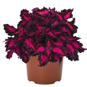 Coleus Down Town Royalty Live Plant – 4.5 inch Nursery Pot – Vibrant Foliage - Image 2