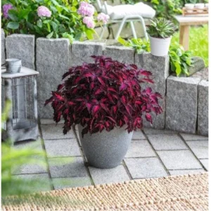 Coleus Down Town Royalty Live Plant - 4.5 inch Nursery Pot - Indoor/Outdoor - Image 3