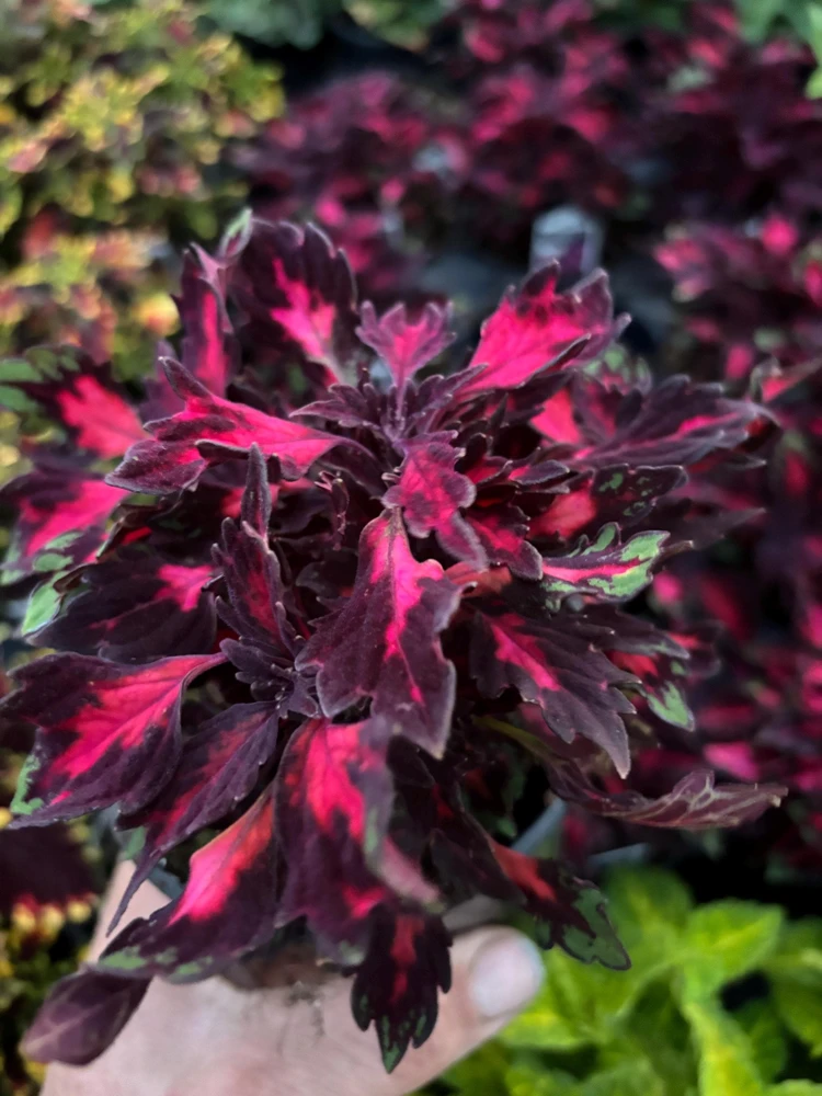 Coleus Down Town Royalty Live Plant – 4.5 inch Nursery Pot – Vibrant Foliage - Image 4