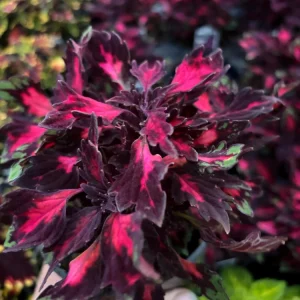 Coleus Down Town Royalty Live Plant - 4.5 inch Nursery Pot - Indoor/Outdoor - Image 4