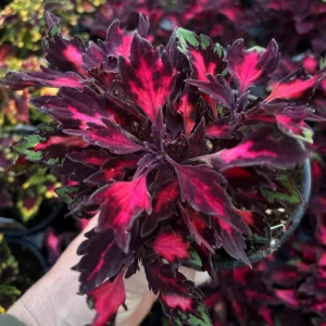 Coleus Down Town Royalty Live Plant – 4.5 inch Nursery Pot – Vibrant Foliage - Image 5