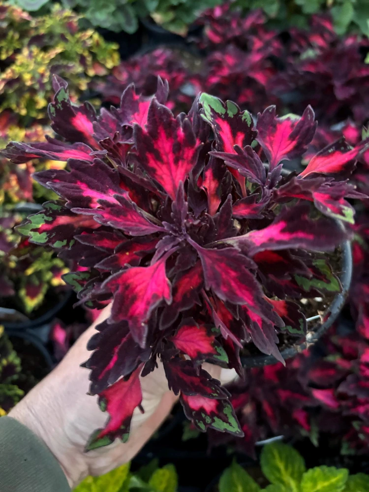 Coleus Down Town Royalty Live Plant – 4.5 inch Nursery Pot – Vibrant Foliage - Image 5