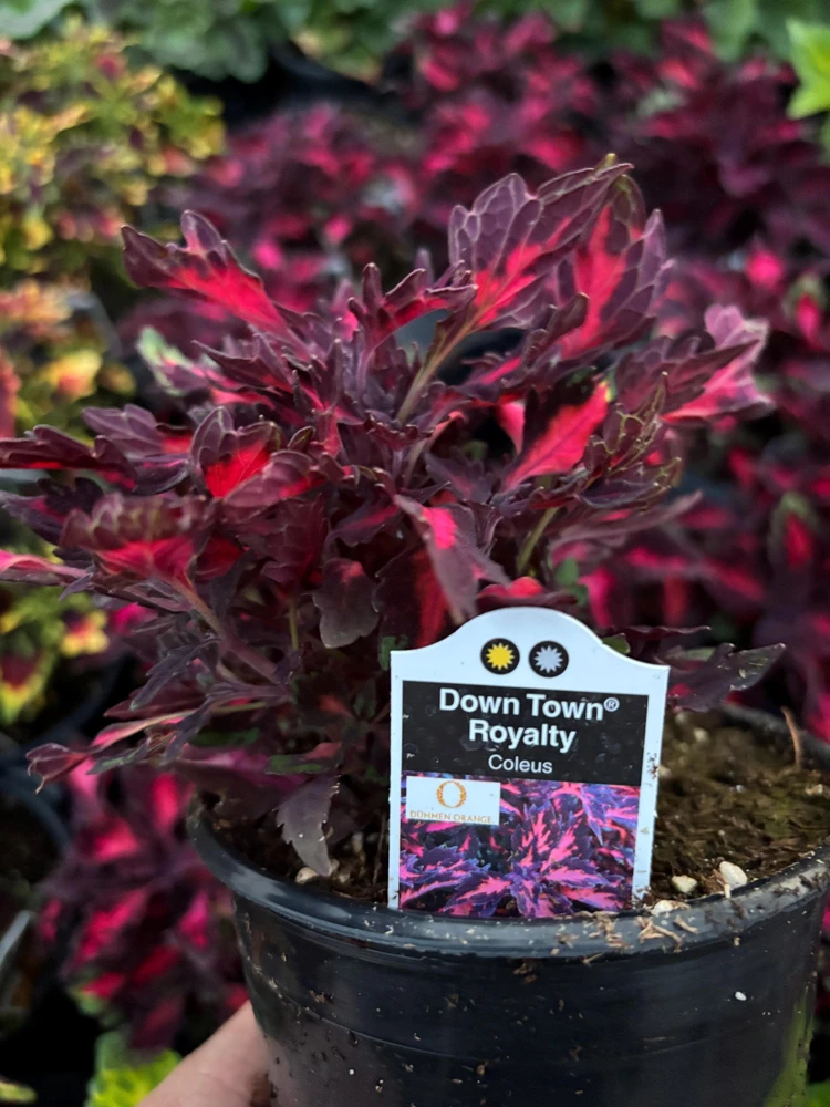 Coleus Down Town Royalty Live Plant – 4.5 inch Nursery Pot – Vibrant Foliage - Image 6