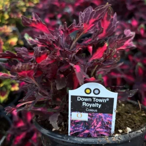 Coleus Down Town Royalty Live Plant - 4.5 inch Nursery Pot - Indoor/Outdoor - Image 6