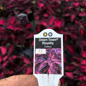 Coleus Down Town Royalty Live Plant – 4.5 inch Nursery Pot – Vibrant Foliage - Image 7