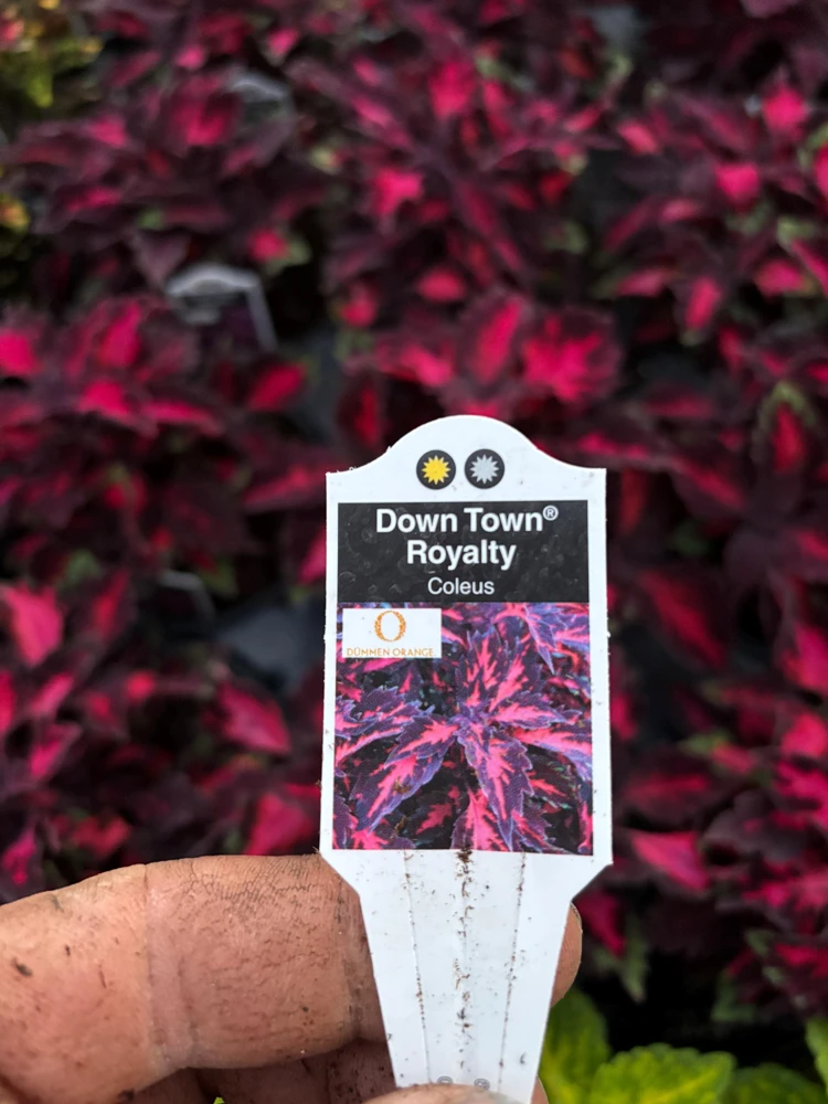 Coleus Down Town Royalty Live Plant – 4.5 inch Nursery Pot – Vibrant Foliage - Image 7