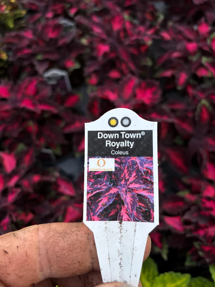 Coleus Down Town Royalty Live Plant - 4.5 inch Nursery Pot - Indoor/Outdoor - Image 7