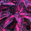Coleus Down Town Royalty Live Plant - 4.5 inch Nursery Pot - Indoor/Outdoor - Image 1