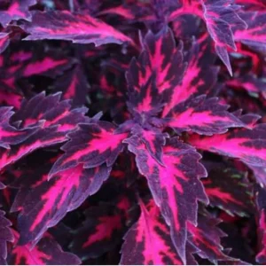 Coleus Down Town Royalty Live Plant – 4.5 inch Nursery Pot – Vibrant Foliage - Image 1