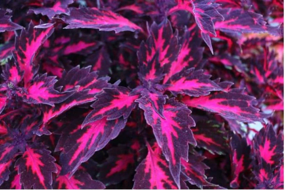 Coleus Down Town Royalty Live Plant – 4.5 inch Nursery Pot – Vibrant Foliage - Image 1