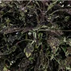 Coleus 'Downtown NYC Nights' Live Plant - 4.5 inch Nursery Pot, Indoor/Outdoor - Image 1