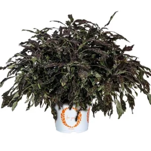 Coleus 'Downtown NYC Nights' Live Plant - 4.5 inch Nursery Pot, Indoor/Outdoor - Image 2