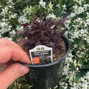Coleus 'Downtown NYC Nights' Live Plant - 4.5 inch Nursery Pot, Indoor/Outdoor - Image 5