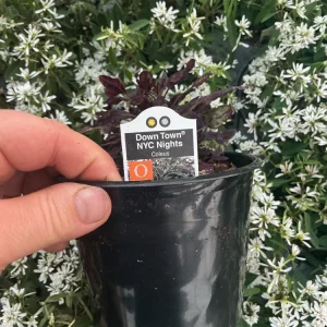 Coleus 'Downtown NYC Nights' Live Plant - 4.5 inch Nursery Pot, Indoor/Outdoor - Image 7