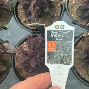 Coleus 'Downtown NYC Nights' Live Plant - 4.5 inch Nursery Pot, Indoor/Outdoor - Image 8