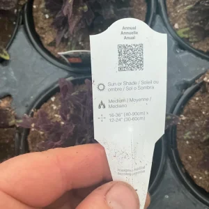 Coleus 'Downtown NYC Nights' Live Plant - 4.5 inch Nursery Pot, Indoor/Outdoor - Image 9