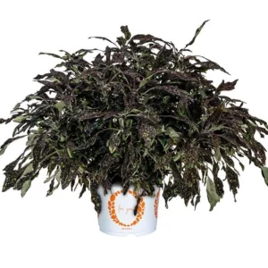 Coleus Downtown NYC Nights Live Plant - 4.5 inch Pot, Vibrant Foliage - Image 2