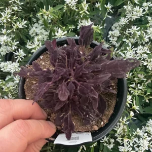 Coleus Downtown NYC Nights Live Plant - 4.5 inch Pot, Vibrant Foliage - Image 3