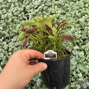 Coleus 'Le Freak' Live Plant – 4.5