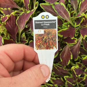 Coleus 'Le Freak' Live Plant – 4.5