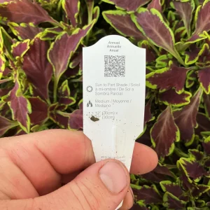 Coleus 'Le Freak' Live Plant – 4.5