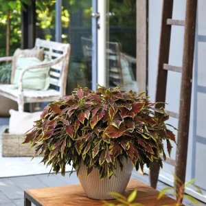 Coleus 'Le Freak' Live Plant – 4.5
