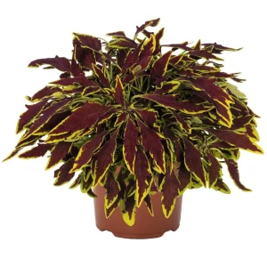 Coleus 'Le Freak' Live Plant – 4.5
