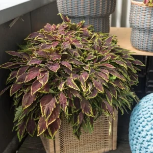 Coleus 'Le Freak' Live Plant – 4.5