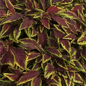 Coleus 'Le Freak' Live Plant – 4.5